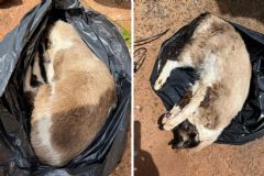 Homem suspeito de matar gatos envenenados e esconder em sacos é identificado pela Polícia Civil