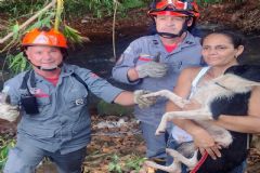 Equipe de salvamento do Corpo de Bombeiros resgata cadela que ficou com as patas presas em bambuzal