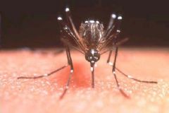 Secretaria de Saúde intensifica ações na Semana Estadual de Combate ao mosquito da Dengue