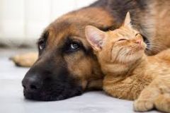 Vigilância em Saúde aplicará vacinas antirrábicas em cães e gatos no final de semana