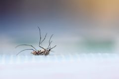 VAS recomenda que os cuidados para eliminar o mosquito Aedes aegypti devem ser constantes