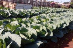 Hortas comunitárias em Botucatu produzem verduras e legumes a preços acessíveis 