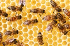 Apicultores da região de Botucatu terão encontro com compradores internacionais na Brasil Honey Show