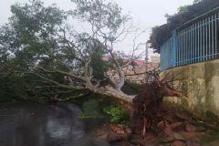 Chuvas com fortes rajadas de vento causam a queda de 30 árvores em diferentes setores da Cidade