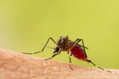 Em mês atípico, índice de infestação do mosquito Aedes aegypti mantém o Município em alerta