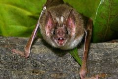 Vigilância Ambiental em Saúde faz  alerta sobre período de reprodução dos morcegos