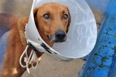 Prefeitura de Botucatu realizará mais um mutirão de castração gratuita para cães