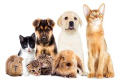 Departamento de Proteção Animal orienta sobre cuidados com os pets para quem vai viajar no fim de ano