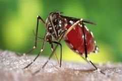 Botucatu está entre as oito cidades do Centro-oeste paulista com mortes por dengue em 2024