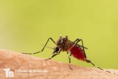 Secretaria de Saúde de Botucatu confirma a quarta morte provocada pela dengue em 2024