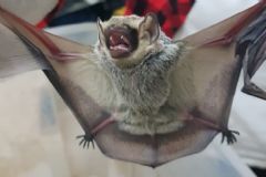 Vigilância Ambiental em Saúde passa orientações sobre morcegos