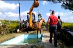 Equipe dos Bombeiros resgatam cavalo caído em piscina