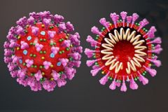 Cientistas descobrem anticorpo que bloqueia infecção por Sars-CoV-2 causador do covid-19