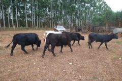 Polícia Civil de Itatinga com apoio da DIG de Botucatu localiza gado furtado na região