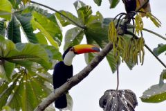 Com 400 espécies catalogadas, Botucatu consolida-se na prática de observação de pássaros