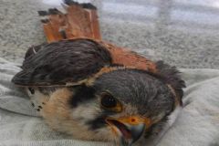 Grupo Ambiental resgata uma das menores aves de rapina do Brasil em área urbana do Município
