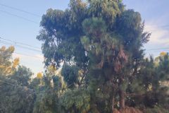 Corte irregular de árvore em bairro de Botucatu deixa três mil pessoas sem energia elétrica 