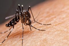 Vigilância Ambiental em Saúde continua com ações em combate ao mosquito da dengue 