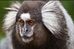 Grupo Ambiental dá voz de prisão a mulher que mantinha, irregularmente, um macaco em cativeiro