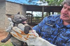 Grupo de Proteção Ambiental captura cachorro do mato em área rural no setor Norte da Cidade