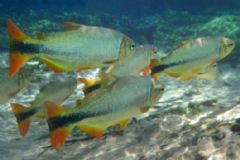 “Operação Piracema”, restringe a pesca de novembro a fevereiro visando a reprodução dos peixes