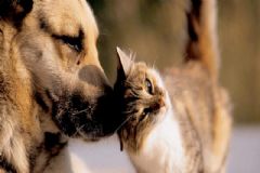 Departamento de Proteção Animal orienta sobre os cuidados com cães e gatos nos dias de calor intenso 