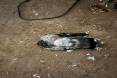 Moradores da Vila dos Lavradores denunciam matança de aves em diferentes pontos do bairro 