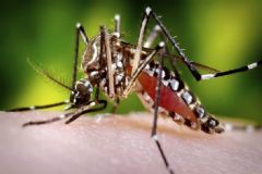 Aumento nos casos confirmados de transmissão da dengue preocupa cidades do centro-oeste paulista