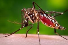 Após casos de dengue aumentarem 10.440% Prefeitura de Botucatu decreta estado de emergência 
