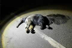Espécie de tamanduá-bandeira, animal em vias de extinção, morre atropelado em rodovia de Botucatu