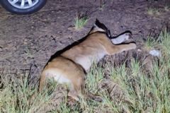 Onça parda adulta morre atropelada na entrada do Bairro da Mina, zona rural de Botucatu