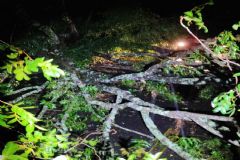 Chuva com rajadas de vento em Botucatu derruba árvore sobre motociclista em rodovia vicinal