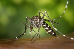 Contra a dengue, Secretaria de Saúde orienta população para que tenha precaução durante o carnaval 