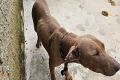 Polícia Civil e Vigilância em Saúde flagram crime de maus-tratos a animais em Rubião Júnior