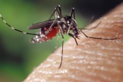 Secretaria de Saúde de Botucatu descarta 5ª morte por dengue anunciada pelo Governo do Estado