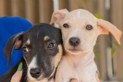 Secretaria Municipal de Saúde disponibiliza vários cães para a “Feirinha de Adoção” 