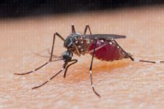 Criança de 11 anos com comorbidades morre por complicações da dengue em São Manuel
