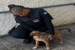 Homem é preso no centro da cidade por maus tratos contra animais e ameaçar testemunha