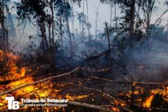 Estiagem e calor aumentam o risco de queimadas que destrói vegetação nativa e matam animais