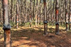 Pesquisadores FCA de Botucatu encontram nova praga em produção de Pinus e alertam para disseminação 